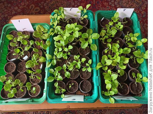 До пересадки