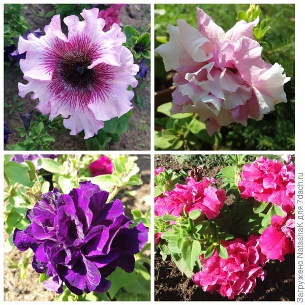 Мои любимые петунии