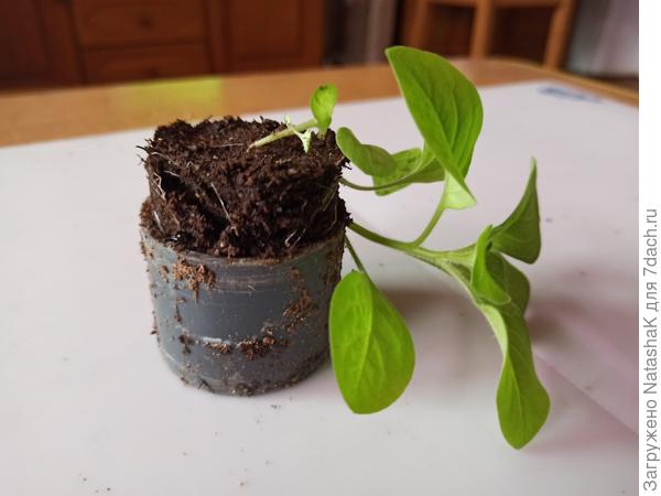 Первый пошел!