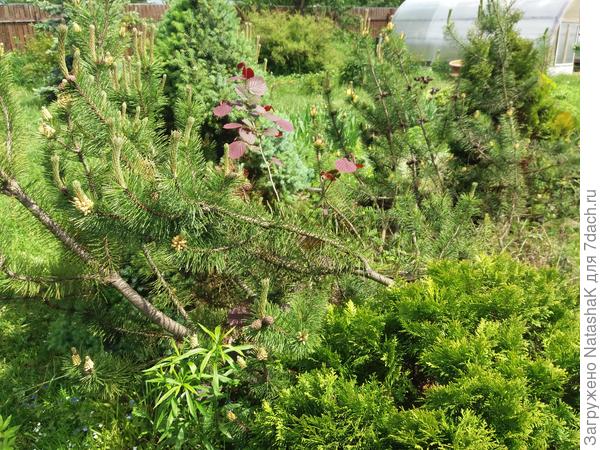 Этот вообще растет не пойми где - между коникой и горной сосной (пень справа, не попал в кадр)