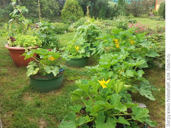 Здесь вообще в одном контейнере и горшке огурцы растут...