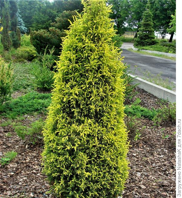 Из интернета