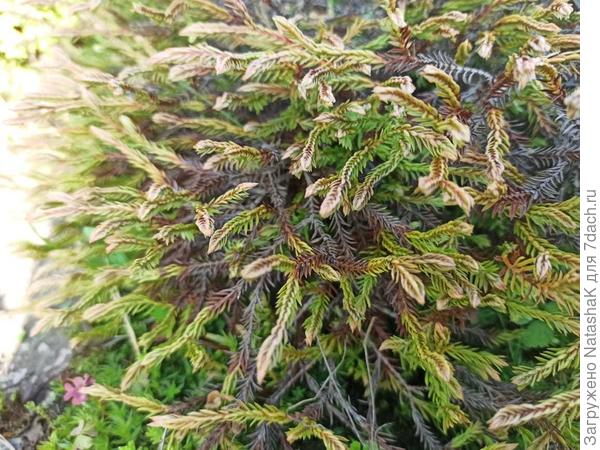 Крупным планом