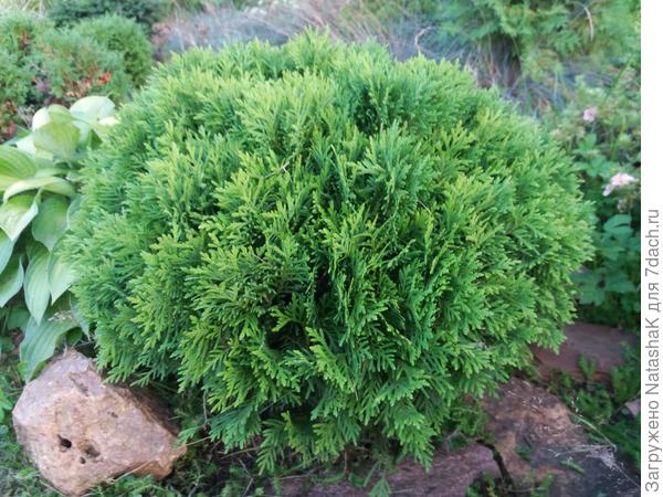 Эта самая маленькая из покупных