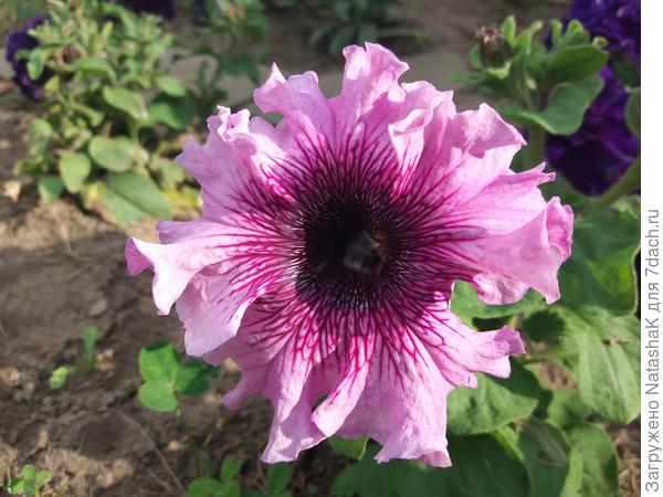 Превосходнейшая розовая