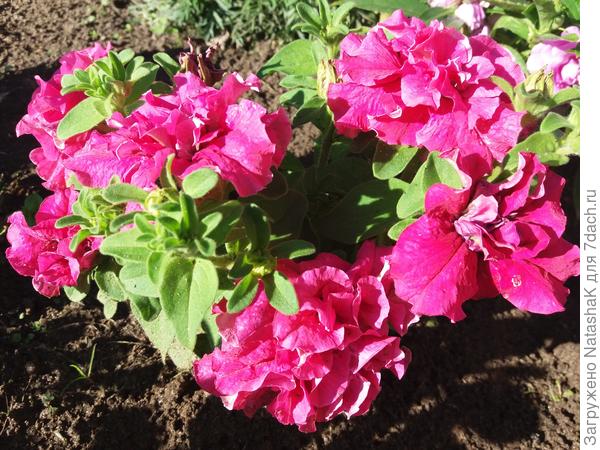 Дабл Каскад Пинк