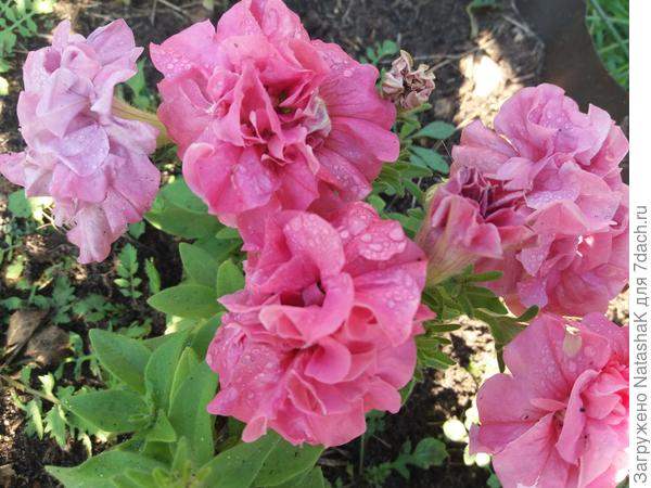 Дабл Каскад Софт Пинк