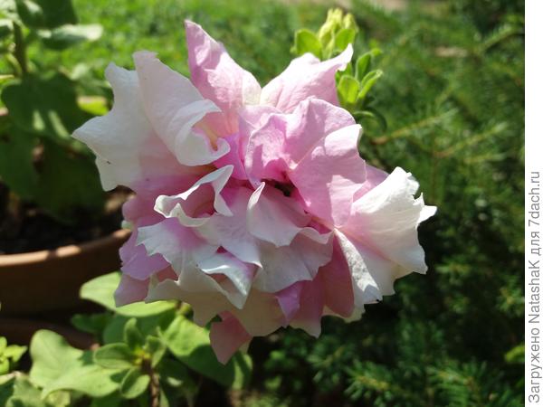 Дабл Каскад Орхид Мист