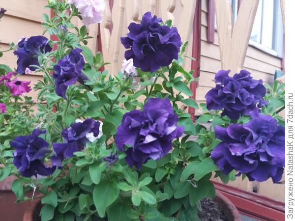 Дабл Каскад Блю