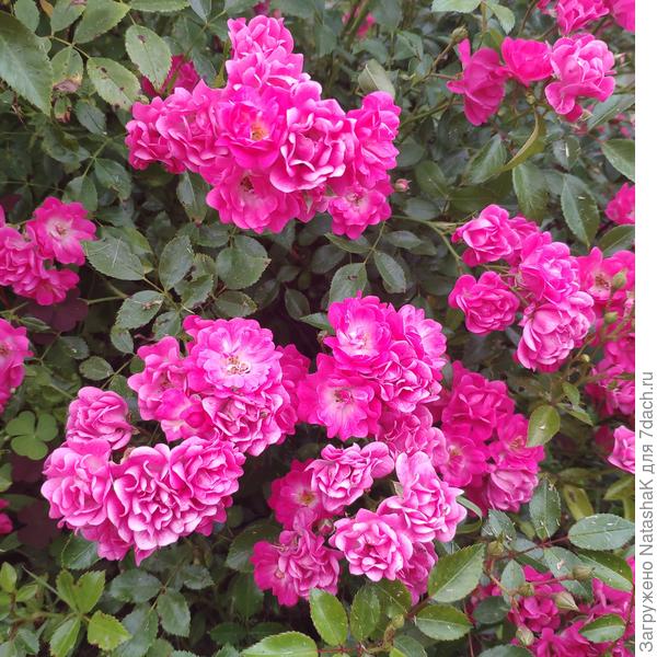 Спрей Хейдетраум (Heidetraum).