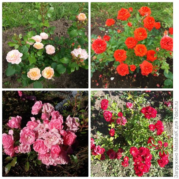 Сверху слева направо - патио Априкот, миниатюрная Оранж, миниатюрная Red Bogema, миниатюрная Fairy