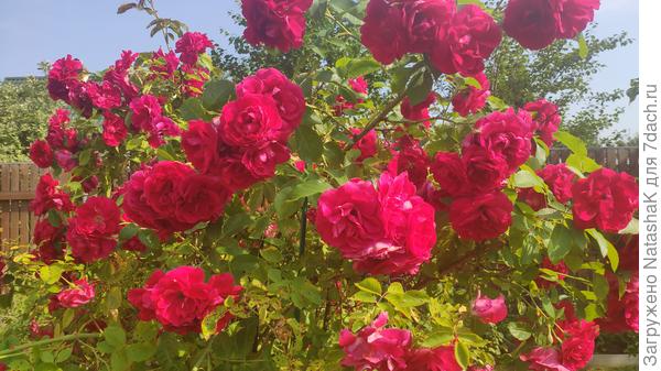 Название не знаю - просто от соседки...