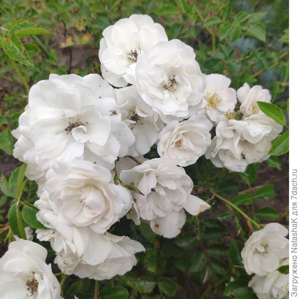 Белая почвопокровная