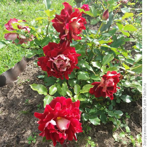 Флорибунда ...