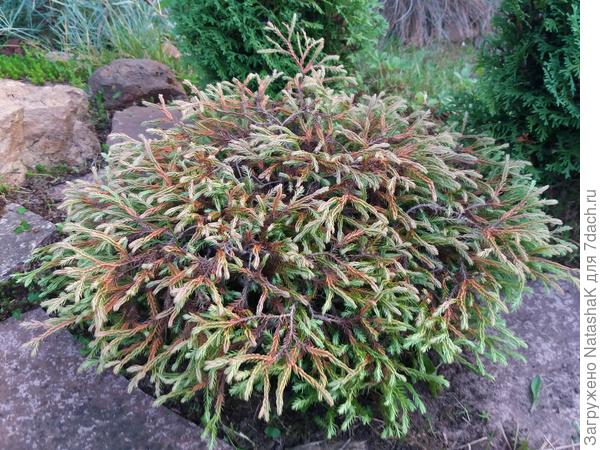 Карликовая туя Голден Таффет, 35 см в высоту во взрослом виде