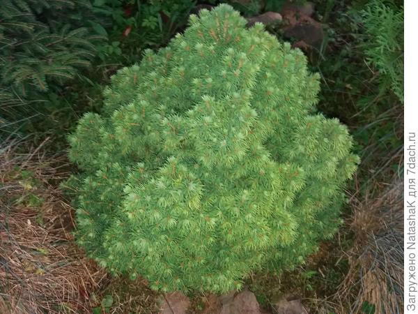 Карликовая елочка - растет безумно медленно, здесь ей больше 10 лет