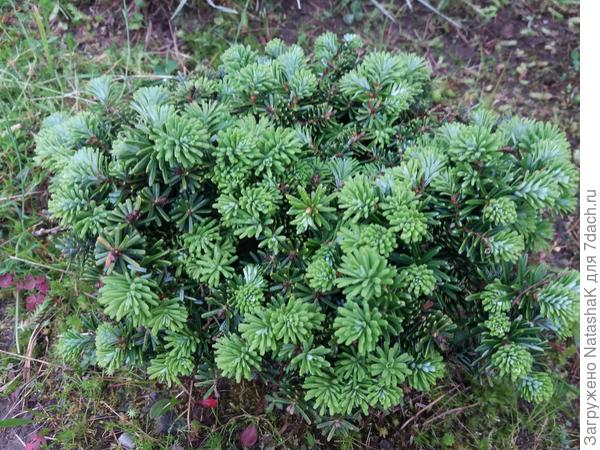 Пихта бальзамическая Бриллиант - 30-50 см высота во взрослом состоянии