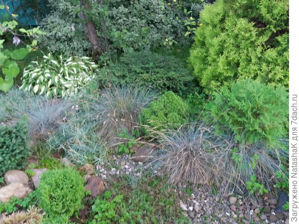 "Кочки" овсца живородящего