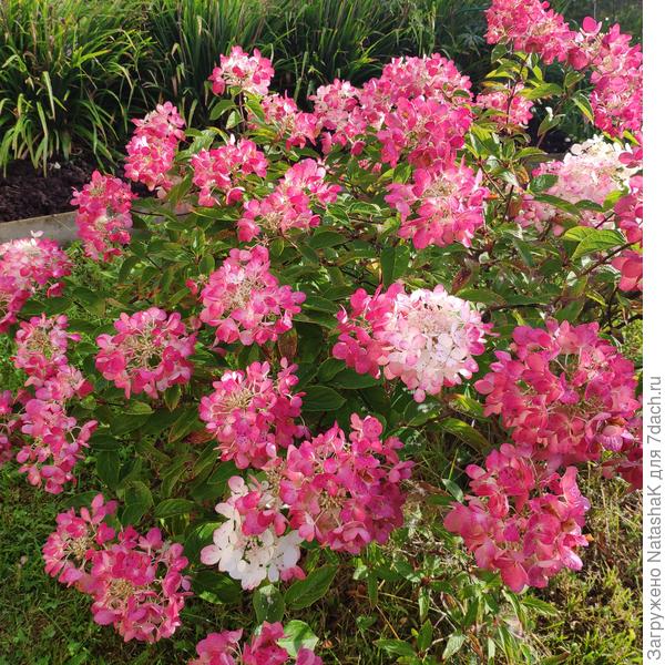 Метельчатая гортензия цветет вовсю