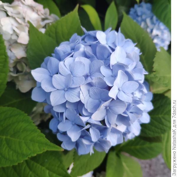 А вот голубая уже теряет цвет - отцветает