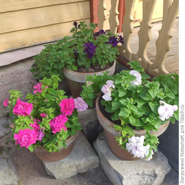 Любимые петунии набирают бутоны...