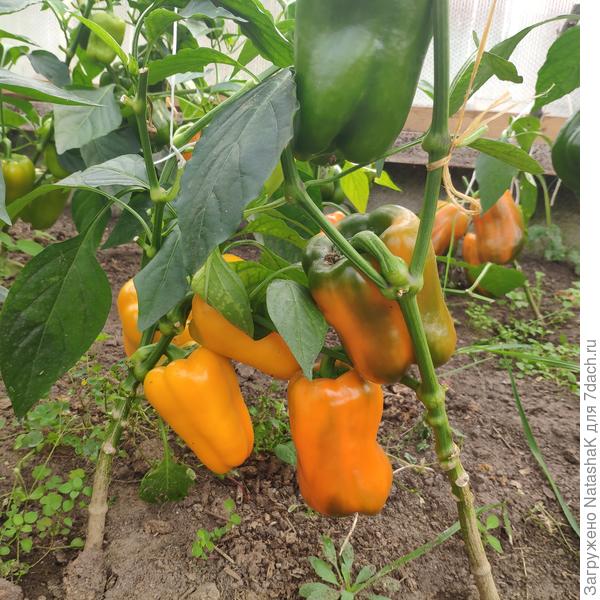 Перцы начали созревать...