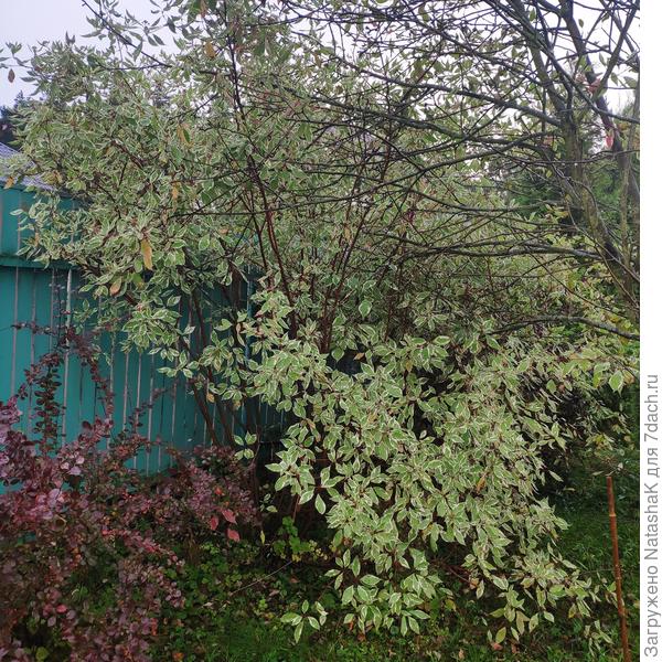 Дерен. Не самый лучший пример - я его просто не формирую