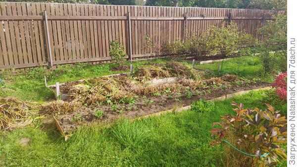 Вот, самый большой ряд любимых солнечных лилейников обрезала. Пошла дальше.