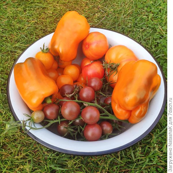 Оранжевые давно съели и заготовили, а вот красные крупные, долго дозревают