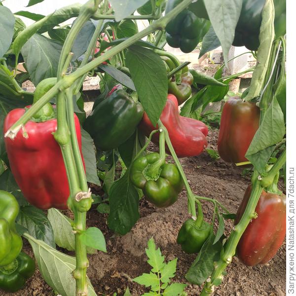 Наконец-то приближаются к зрелости красные перцы - на следующей неделе буду делать аджику
