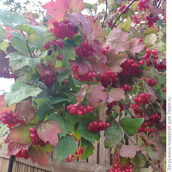 Это соседская калина перевесилась через забор