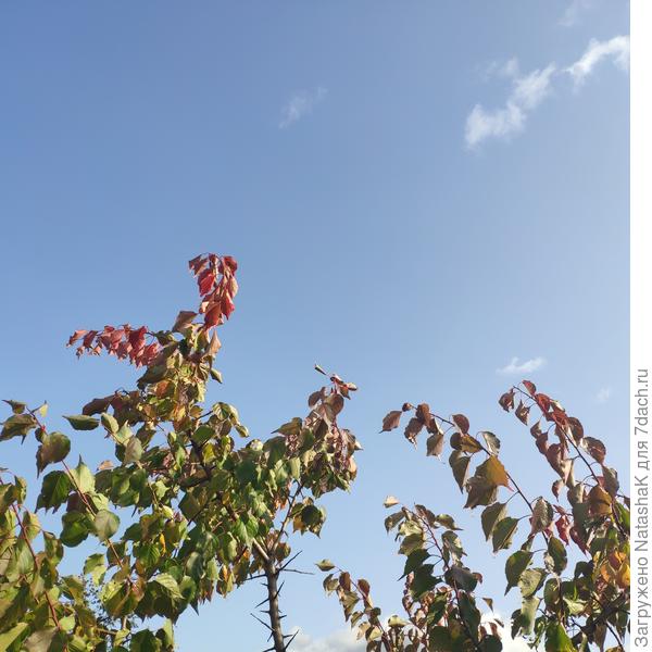 Вот такое небо, и абрикос меняет окраску листьев
