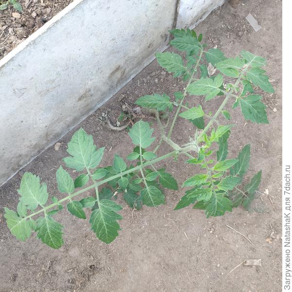 И вот такое &quot;чудо&quot; собирается зацвести прямо на дорожке в теплице! Без всякого полива.