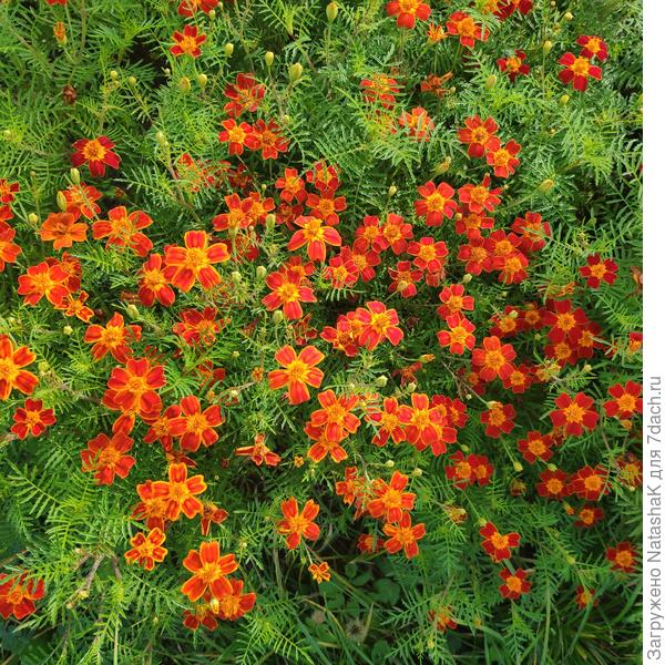 Мои любимые тонколистные бархатцы