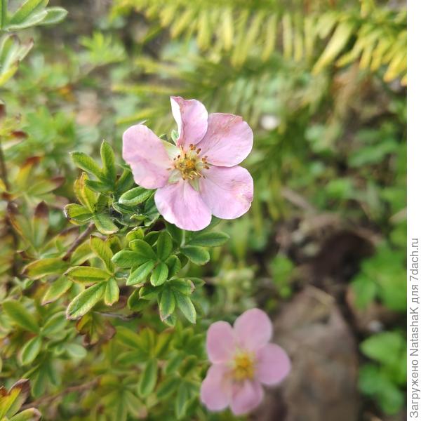 И карликовая лапчатка...