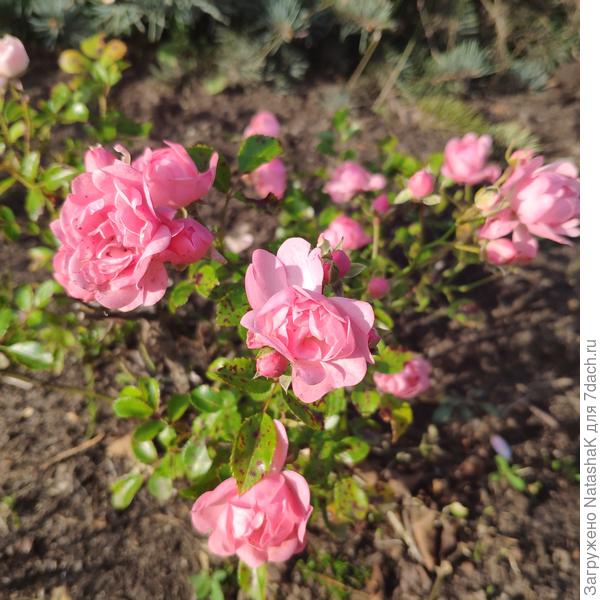Розочки цветут