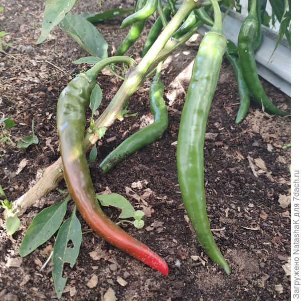 И один острый наполовину покраснел... - придется, наверно, употреблять в технической зрелости, зелеными