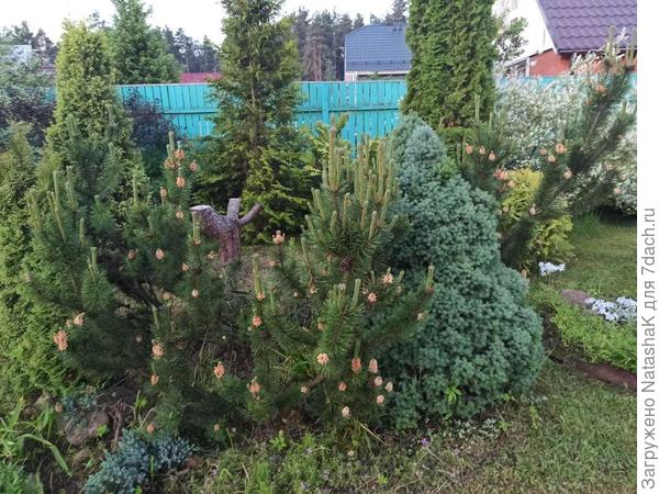 Вот какая у меня горная сосна выросла за 10 лет (и еще одна такая же подрастает...). Конечно, дров я наломала с посадкой - просто не задумывалась про прирост и размер во взрослом виде. Потом только немножко &quot;поумнела&quot;. А пень от лесной сосны - убрали ее год назад, долго думала, что с ним делать, в итоге переместила на него круговую поливалку, заложила камнями, теперь там фонтан, поливает все вокруг.