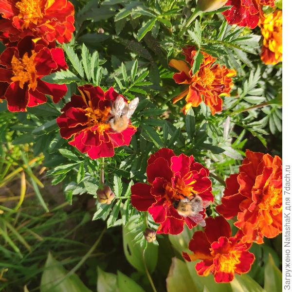 Шмелей немеренное количество