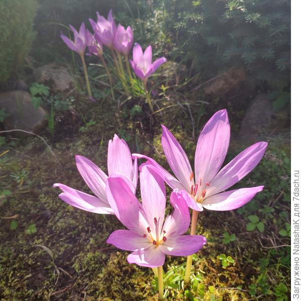 Планирую еще несколько луковок досадить - пусть будет полянка из безвременника