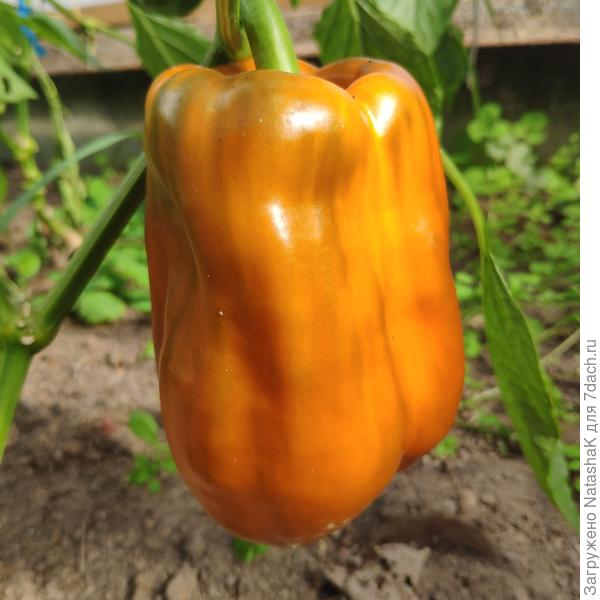 Дозревает в одиночестве...