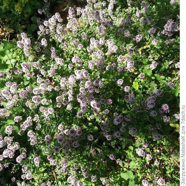 Мой тимьян обыкновенный