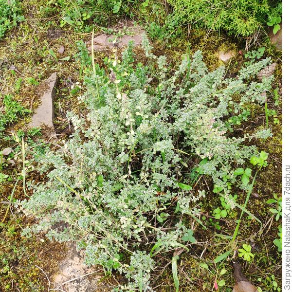 Один из пестролистных - уж это точно не чабрец