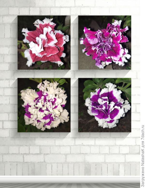 Петунии Пируэтт