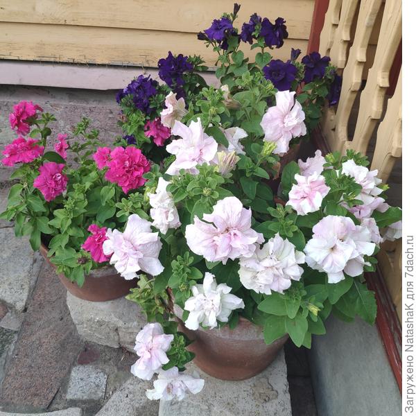 Петунии Дабл Каскад, сезон 2020