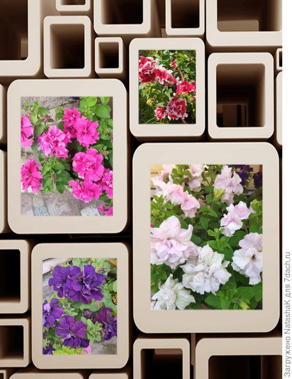 Дабл Каскад Орхид Мист, Дабл Каскад Софт Пинк, Дабл Каскад Блю и Пируэтт Ред