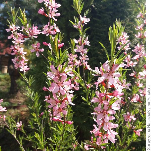 Вот этот &quot;родной&quot; кустик в прошлом году не цвел...