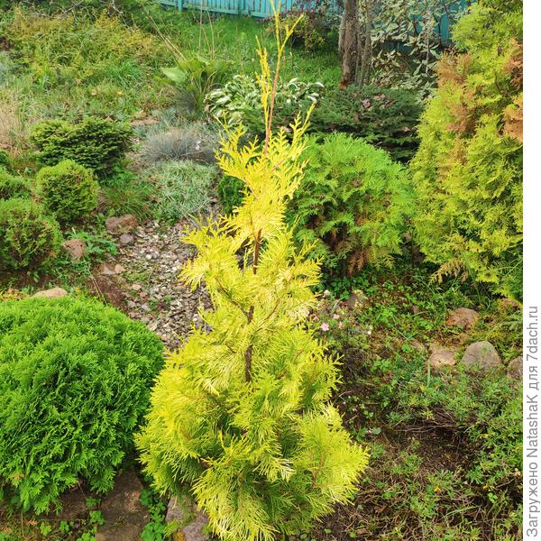 Самой любопытно - что-то похожее, из черенка от соседки вырастила. Соседка переехала на другую дачу (вместе с туей)