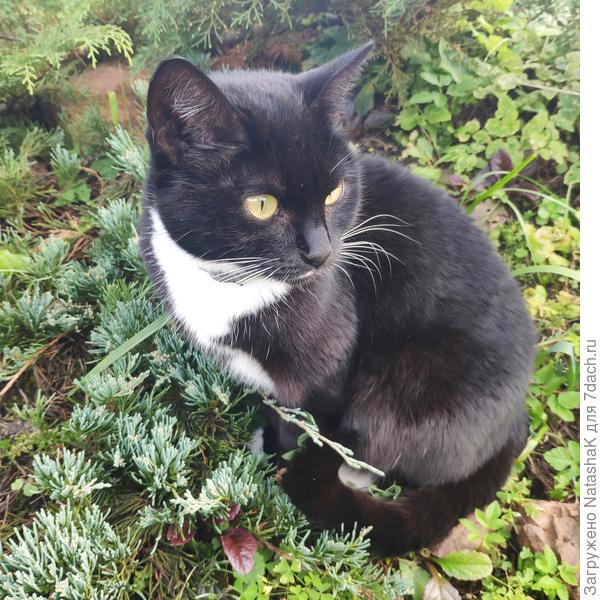 Любимый  камушек