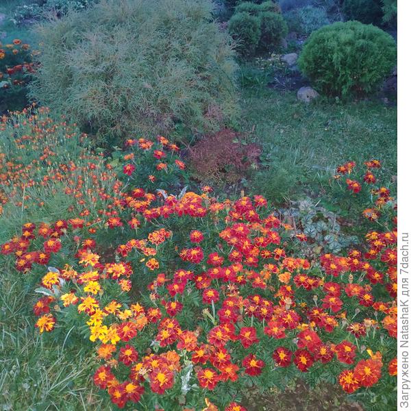 Вечером как огоньки